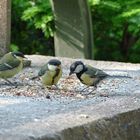 Im Großstadtdschungel: Raubtierfütterung