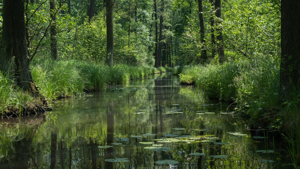 Im Grün des Spreewaldes