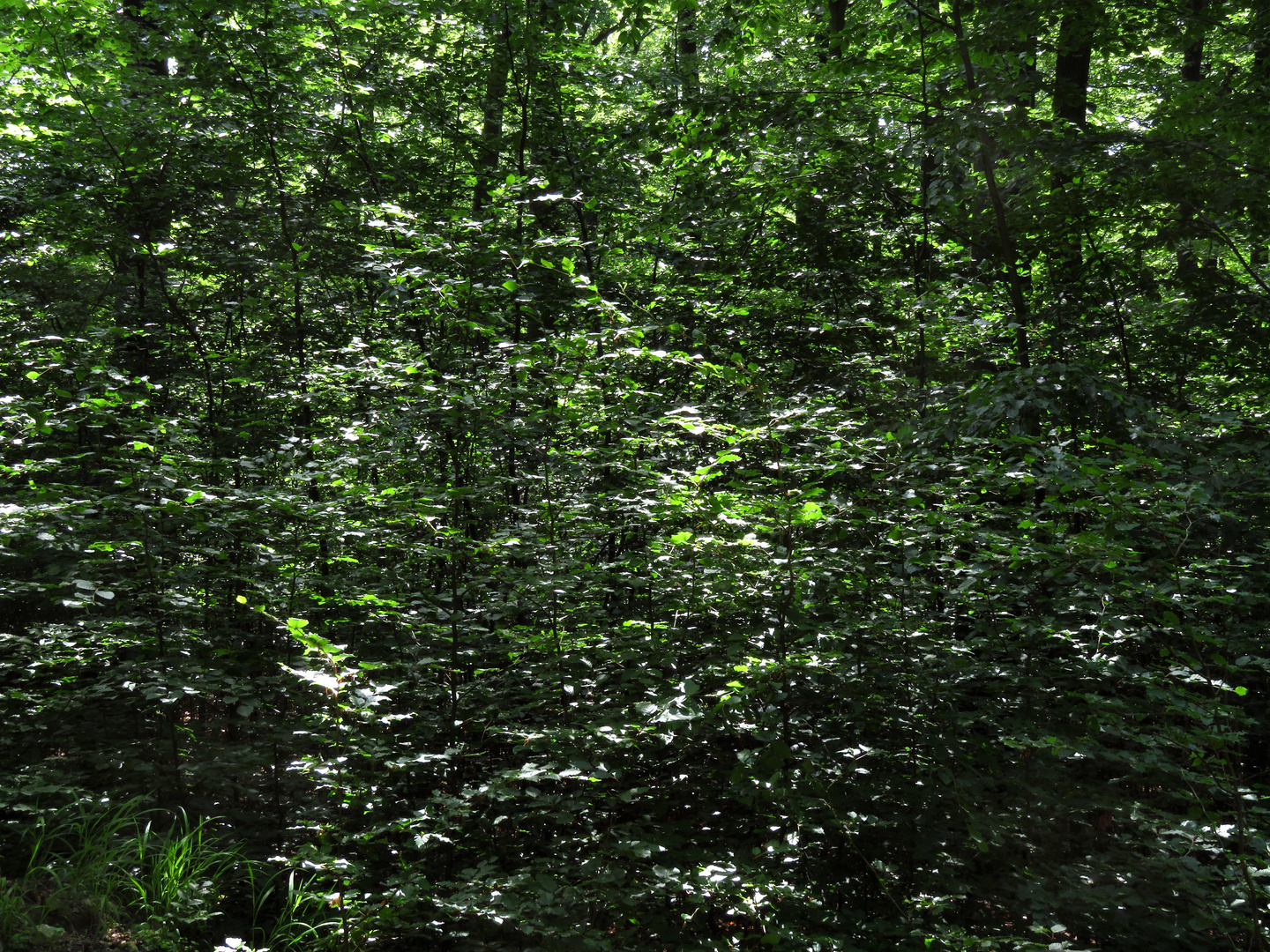 Im Grünen, 1, urwalddichtes Unterholz im Naturpark Arnsberger Wald, Volkmar Brockhaus