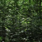 Im Grünen, 1, urwalddichtes Unterholz im Naturpark Arnsberger Wald, Volkmar Brockhaus