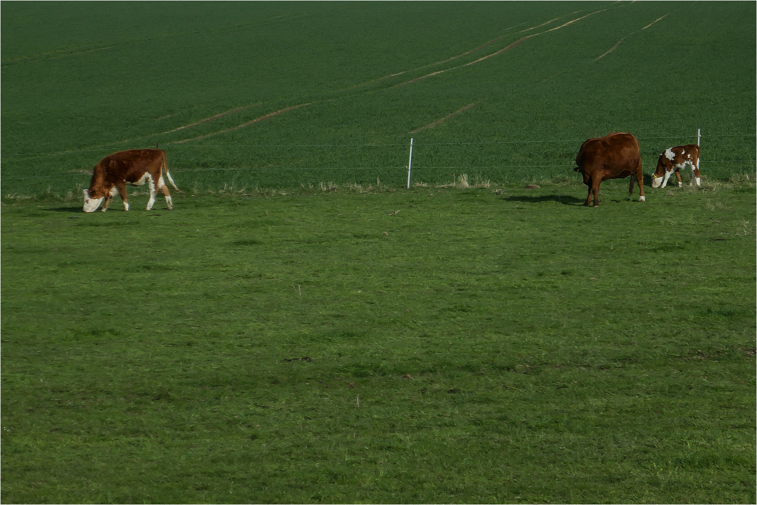 Im Grünen