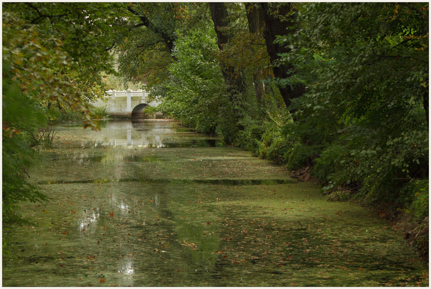 Im grünen Blättermeer