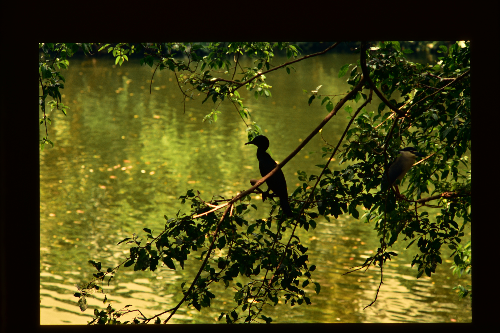 Im Grünen                        .DSC_7858