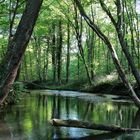 Im grünen Fluss