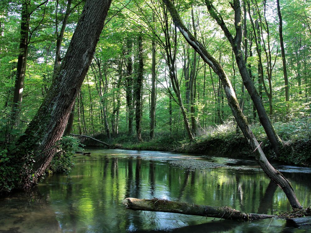 Im grünen Fluss