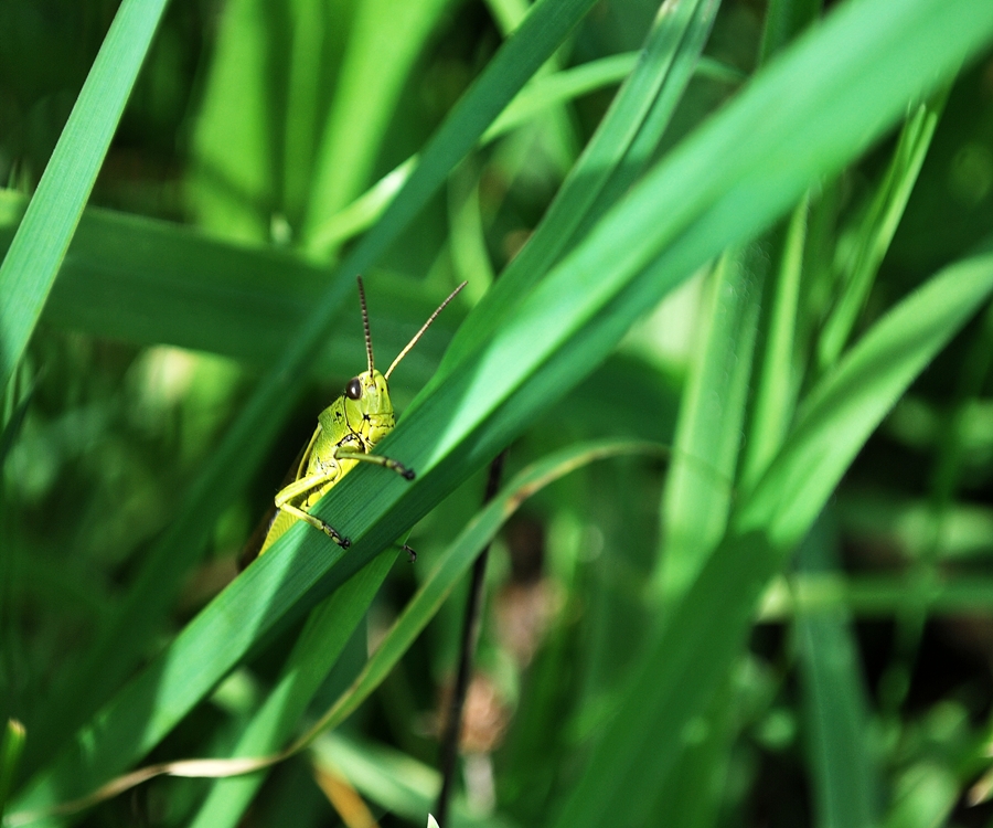 im grünen Gras