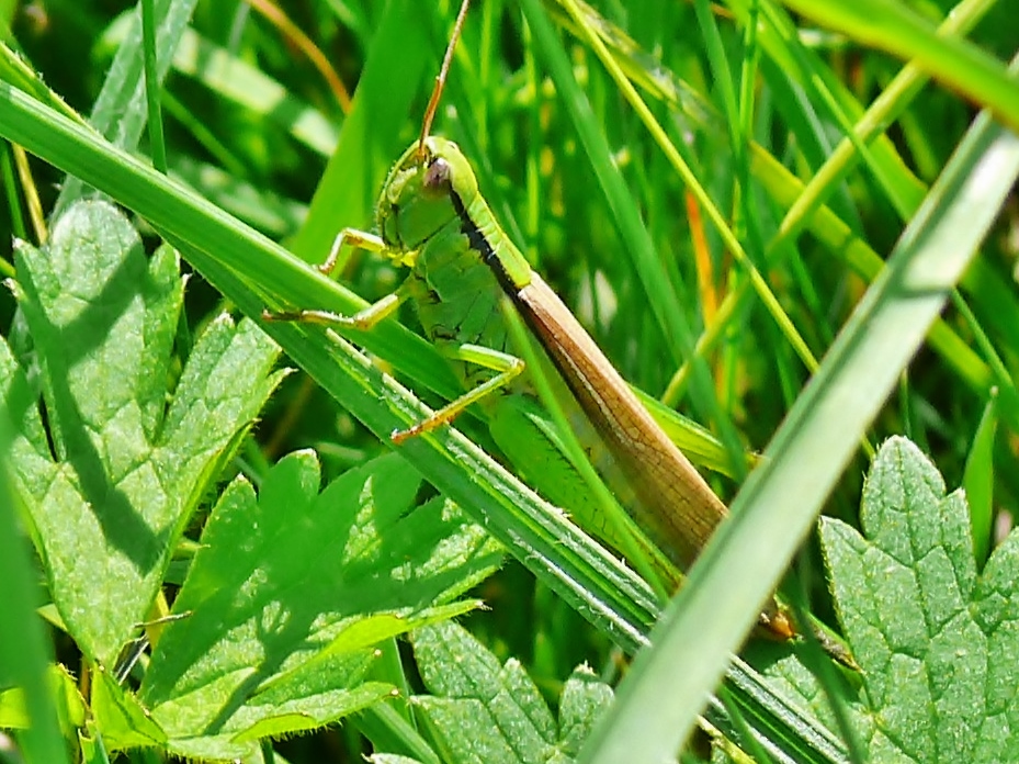 im Grünen gras