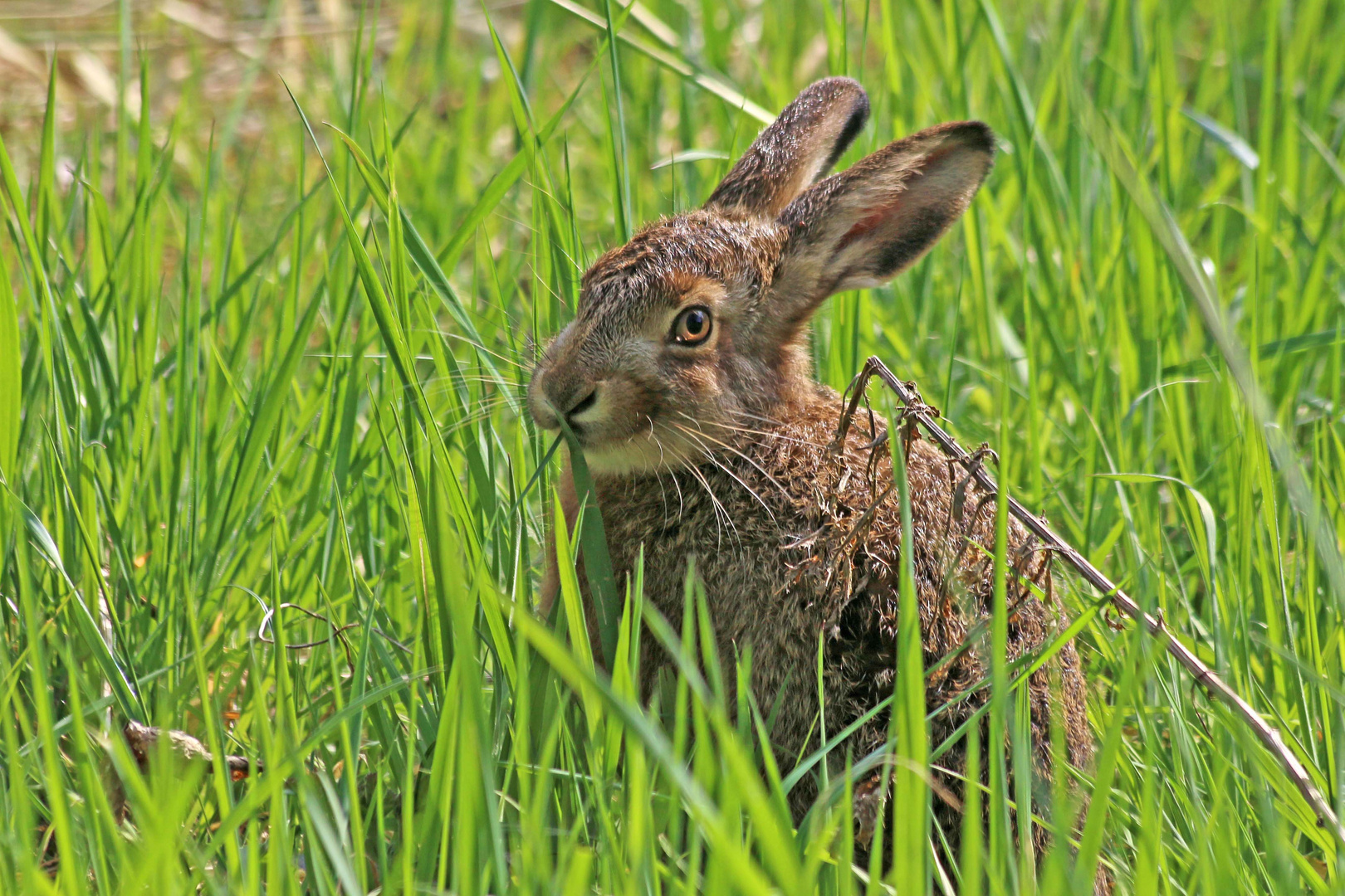 im grünen Gras ein schöner Has (1)