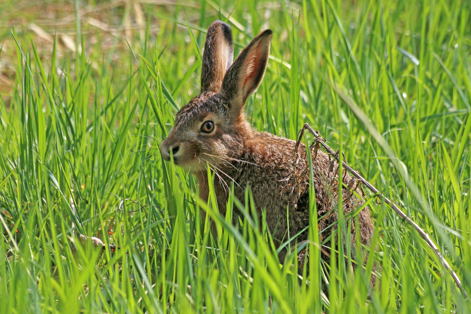 im grünen Gras ein schöner Has (2)