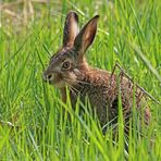 im grünen Gras ein schöner Has (2)