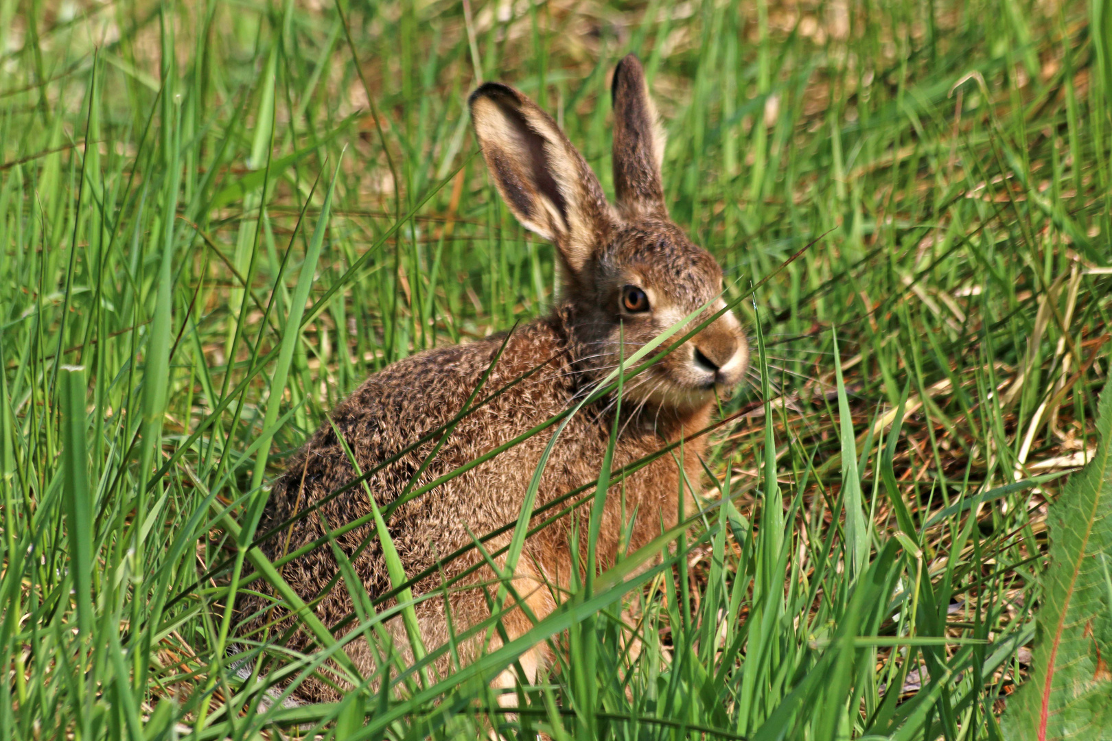 im grünen Gras ein schöner Has (3)