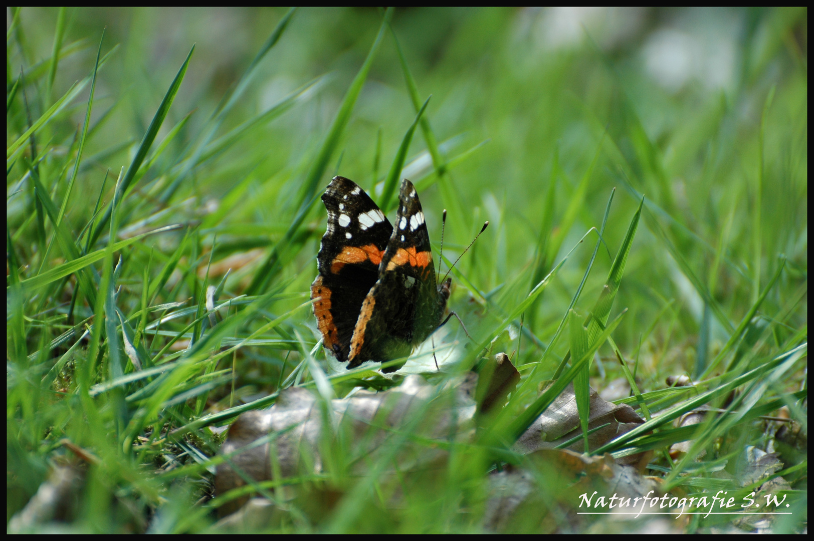 Im grünen Grass