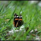 Im grünen Grass