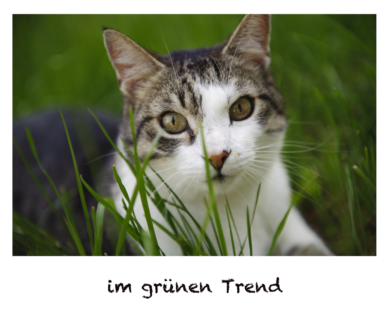 im grünen Trend