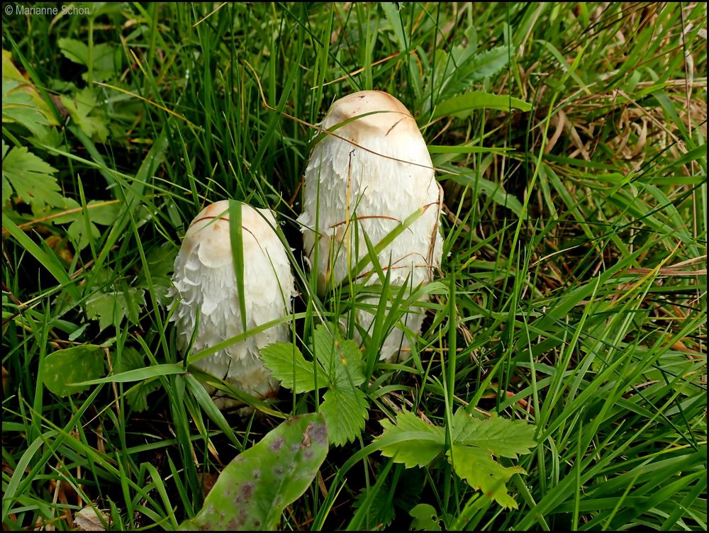 Im grünen Umfeld für kurze Zeit zu Hause...