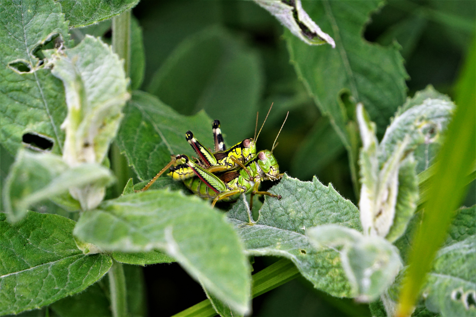 im Grünen versteckt