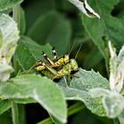 im Grünen versteckt