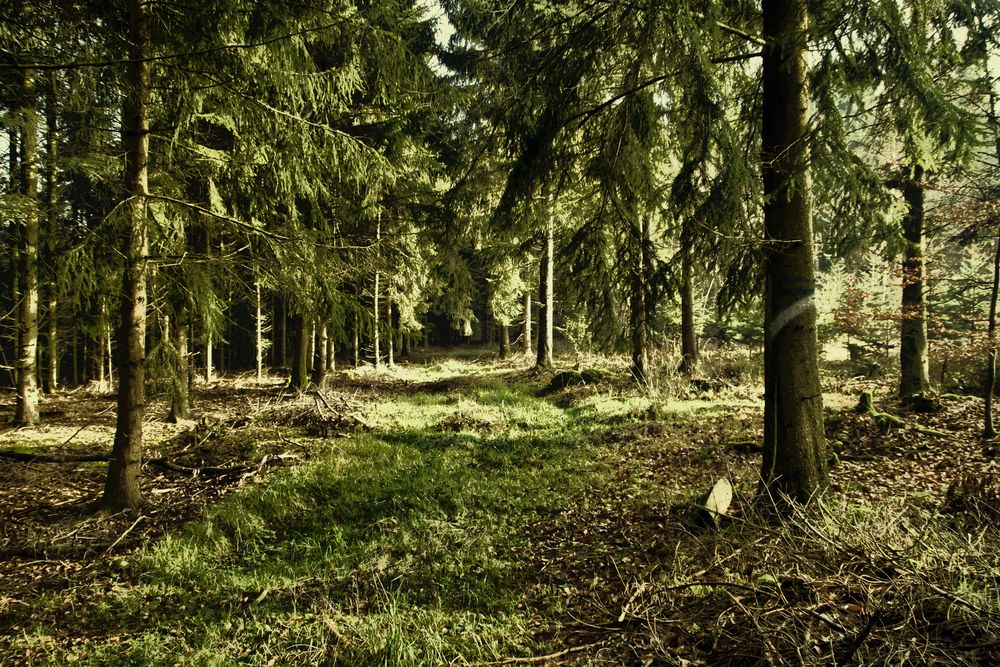 Im grünen Wald ....