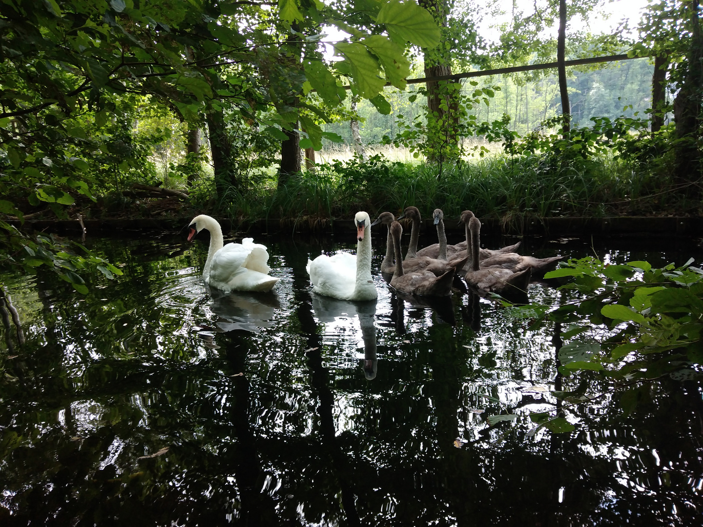 Im grünen Wald