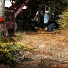 Im grünen Wald ( dort wo die Rehlein hausen  )