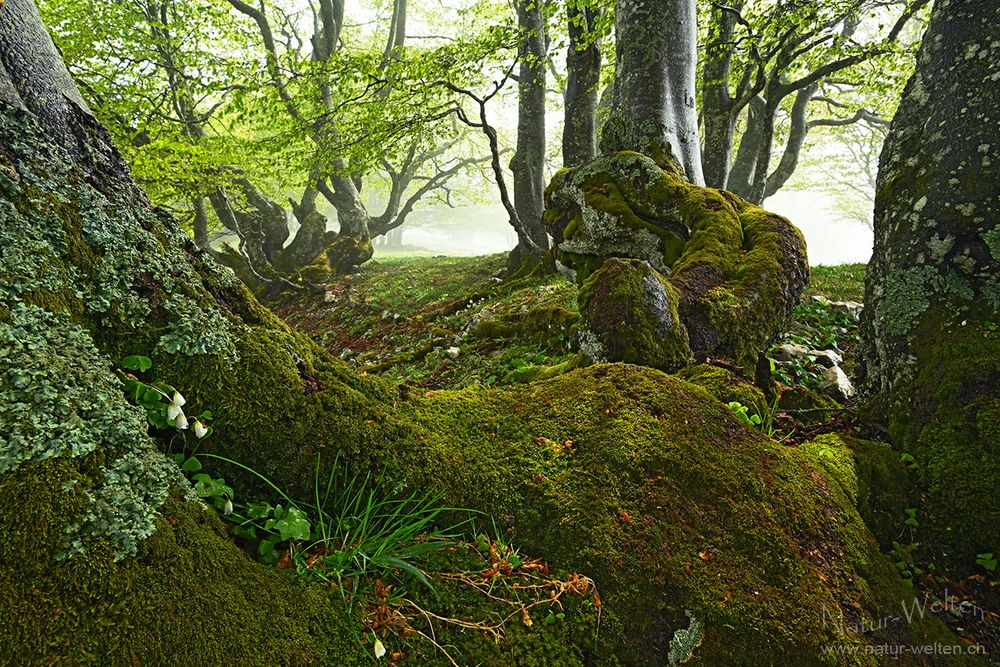 Im grünen Wald