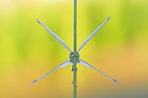 Im güldenen Morgenlicht