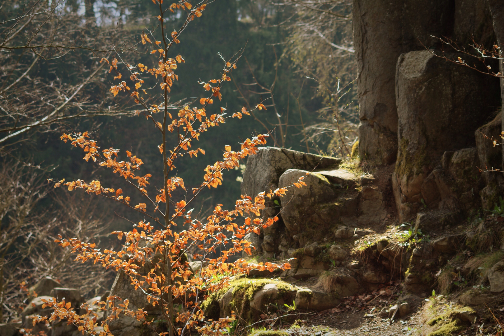 Im habichtswald