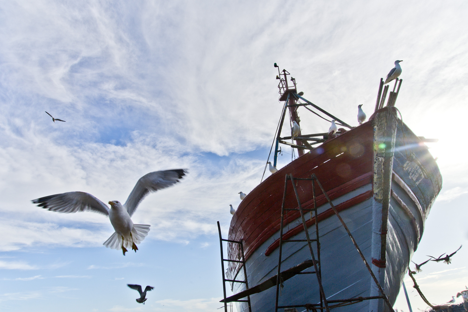 Im Hafen von Essaouira - 1