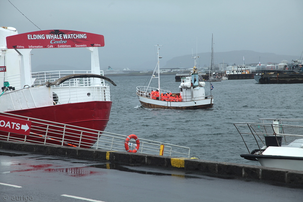 Im Hafen von Reykjavík: Auslaufen zum Whalewatching