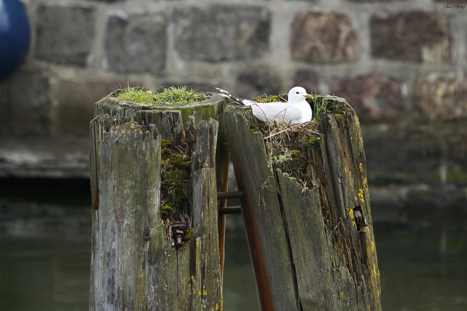 Im Hafen von Stralsund