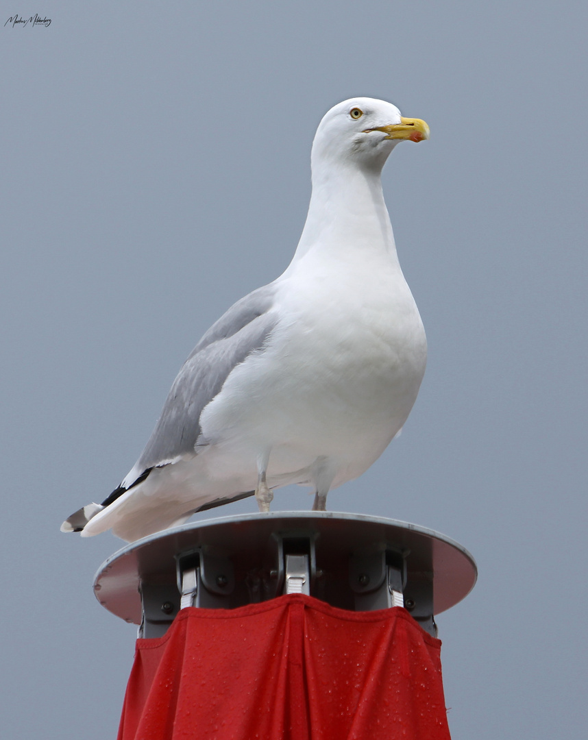 Im Hafen von Stralsund