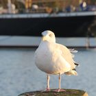 Im Hafen von Travemünde