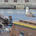 Im Hafen von Trieste