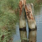 Im Hafen von Zingst