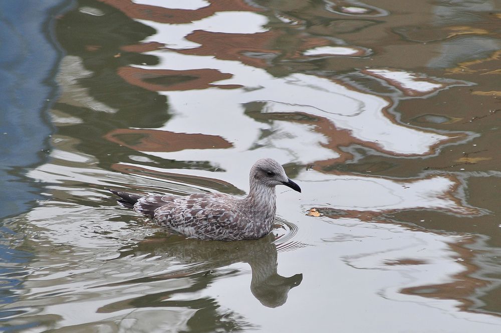 Im Hafenbecken von Neuharlingersiel