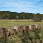 Im Hagener Moos bei Murnau