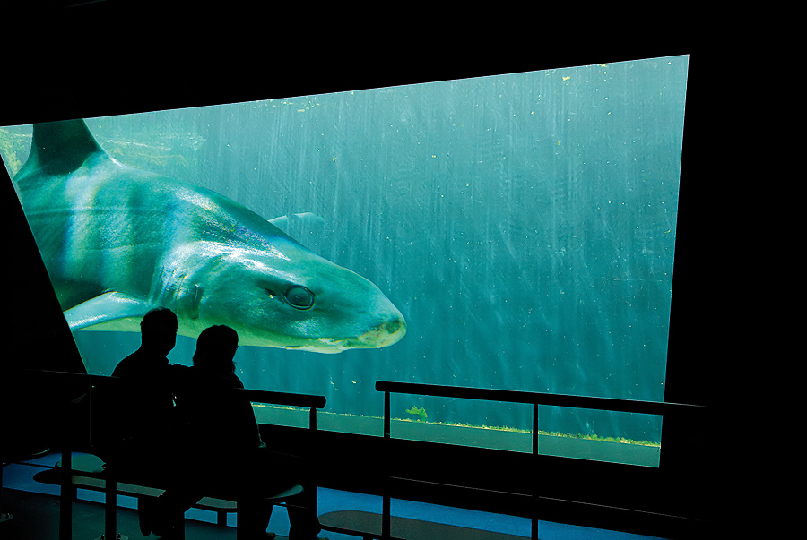 Im Hai-Fischbecken