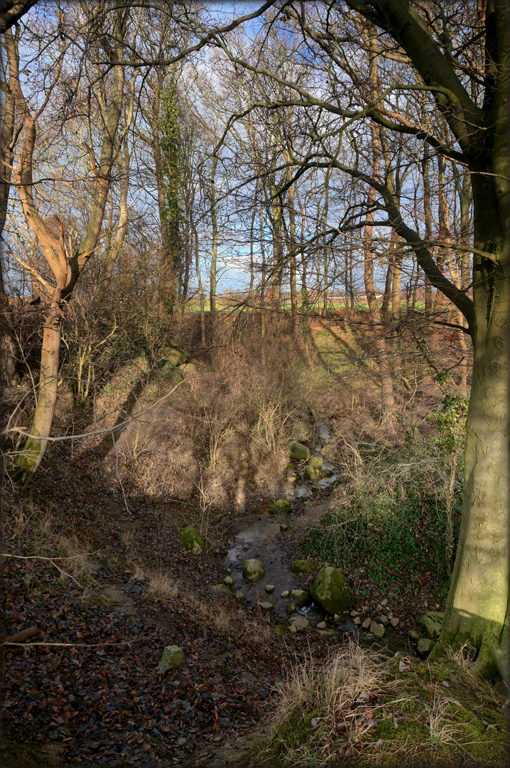 Im Hain auf der Steilküste Grömitz