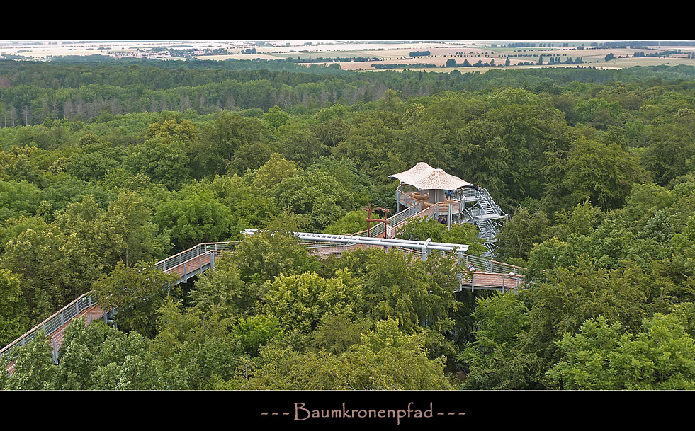 im Hainich - der Urwald in der Mitte Deutschlands