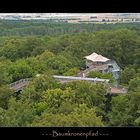 im Hainich - der Urwald in der Mitte Deutschlands