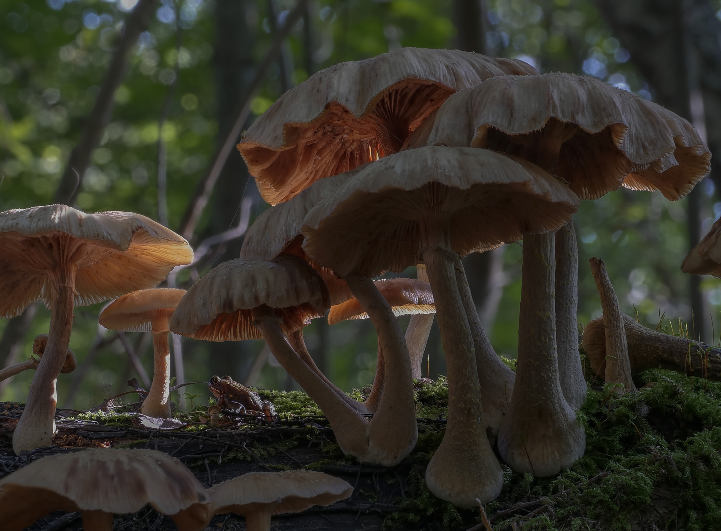 Im Hallimasch Urwald - Aus einer anderen Jahreszeit!