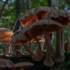 Im Hallimasch Urwald - Aus einer anderen Jahreszeit!