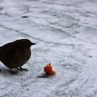 Im harten Winter ist man für jede Nahrung dankbar.