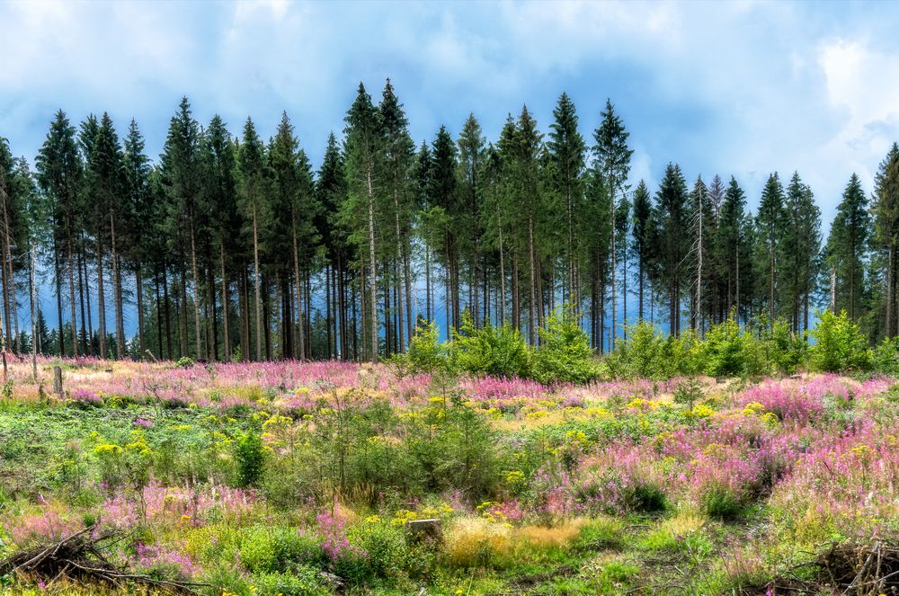 Im Harz