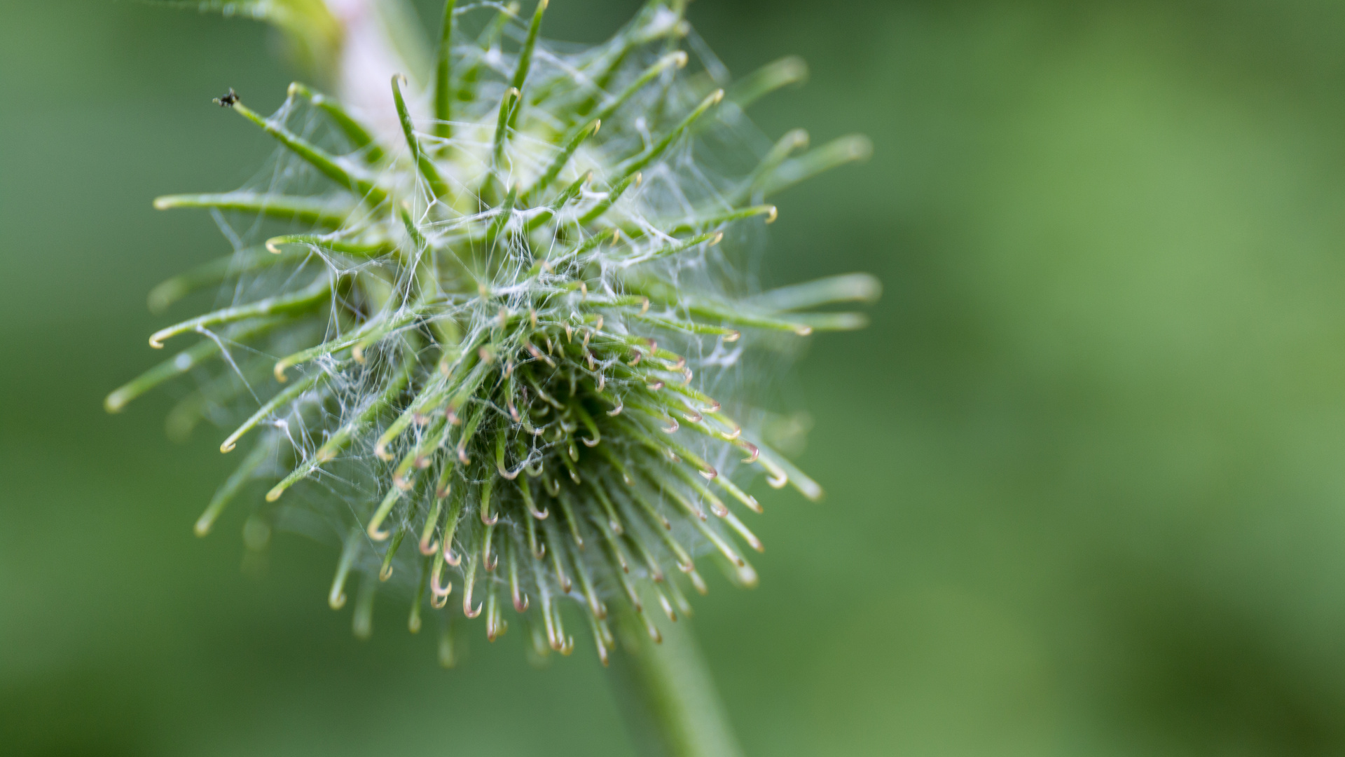 Im Harz am Wegesrand 1