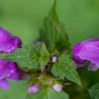 Im Harz am Wegesrand 2