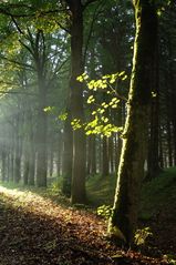 Im Harz bei Drei Annen