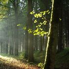 Im Harz bei Drei Annen