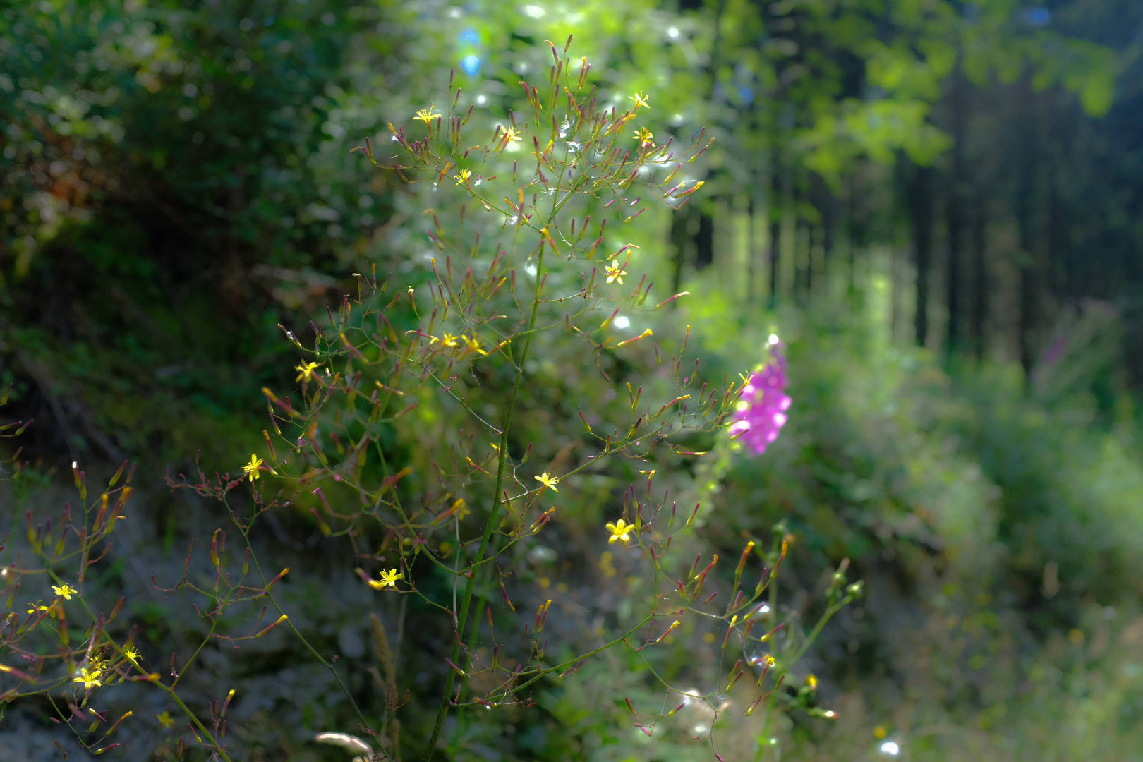 Im Harz..