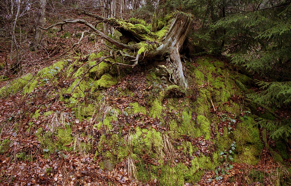 im Harz, Granetal